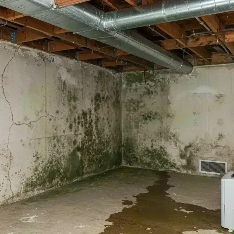 Professional Mold Removal in Prestonsburg, KY